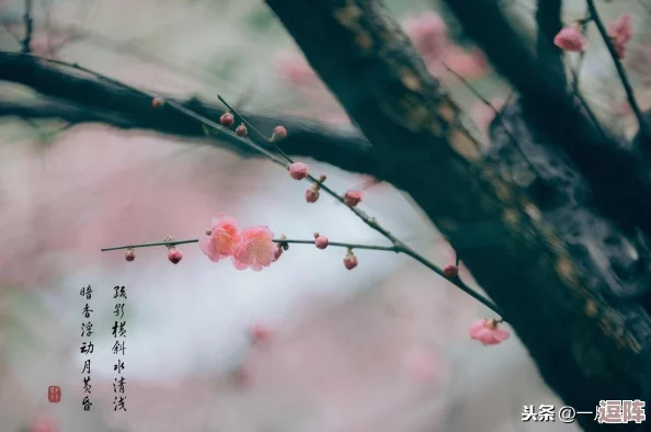 《天涯明月刀手游》全解析：独坐成就达成秘籍，轻松解锁隐藏荣耀！
