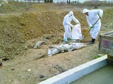 人与畜禽重要性共性关系的研究揭示人类与动物和谐共生的新模式与未来发展方向 人与畜禽重要性共性关系的研究揭示人类与动物和谐共生的新模式与未来发展方向