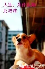 狗Zoom和人类ZoomXX:传闻称两者在虚拟会议中竟然互相交流,狗狗们的表情引发热议! 狗Zoom和人类ZoomXX:传闻称两者在虚拟会议中竟然互相交流,狗狗们的表情引发热议!