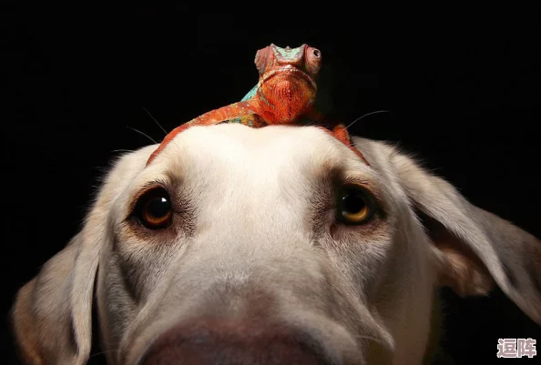 狗Zoom和人类ZoomXX:传闻称两者在虚拟会议中竟然互相交流,狗狗们的表情引发热议! 狗Zoom和人类ZoomXX:传闻称两者在虚拟会议中竟然互相交流,狗狗们的表情引发热议!