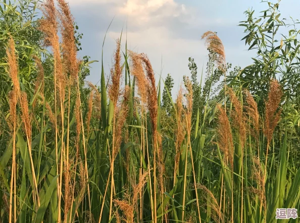 成全免费青青河边草,网友热议:这项政策是否真的能惠及更多人?期待更公平的资源分配! 成全免费青青河边草,网友热议:这项政策是否真的能惠及更多人?期待更公平的资源分配!