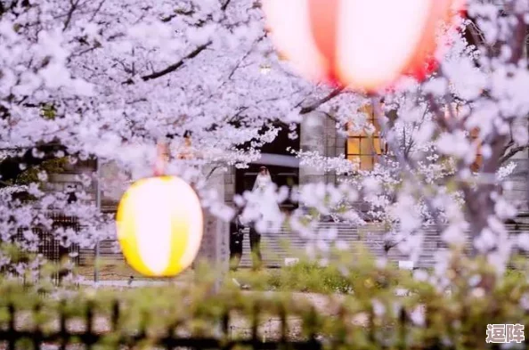 打烊后仅剩的沙龙樱花片尾曲：欣赏音乐的细腻与情感，感受樱花与夜晚的交织之美