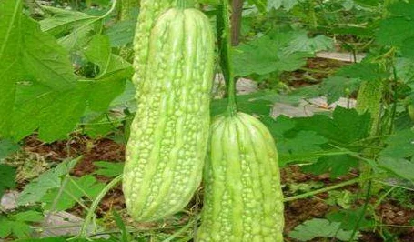 苦瓜网1314:探讨苦瓜的营养价值与健康益处,揭示其在减肥与调理身体方面的独特作用与方法 苦瓜网1314:探讨苦瓜的营养价值与健康益处,揭示其在减肥与调理身体方面的独特作用与方法