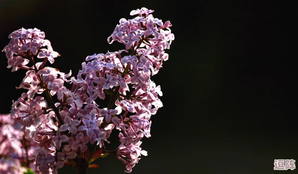 丁香八月婷婷:盛夏时节,花香四溢,感受自然的魅力与生命的绚烂,带你领略不一样的风景与心情 丁香八月婷婷:盛夏时节,花香四溢,感受自然的魅力与生命的绚烂,带你领略不一样的风景与心情