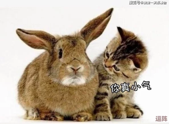 衬衫里的小兔子蹦来蹦去,竟然是明星私藏的宠物,背后隐藏着不为人知的趣事和秘密! 衬衫里的小兔子蹦来蹦去,竟然是明星私藏的宠物,背后隐藏着不为人知的趣事和秘密!