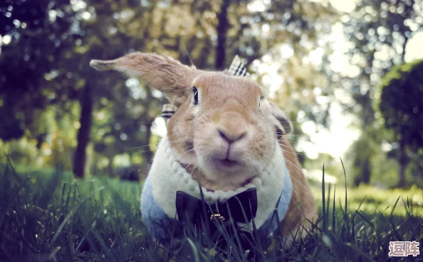 衬衫里的小兔子蹦来蹦去,竟然是明星私藏的宠物,背后隐藏着不为人知的趣事和秘密! 衬衫里的小兔子蹦来蹦去,竟然是明星私藏的宠物,背后隐藏着不为人知的趣事和秘密!