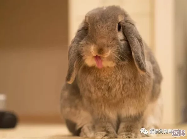 衬衫里的小兔子蹦来蹦去,竟然是明星私藏的宠物,背后隐藏着不为人知的趣事和秘密! 衬衫里的小兔子蹦来蹦去,竟然是明星私藏的宠物,背后隐藏着不为人知的趣事和秘密!