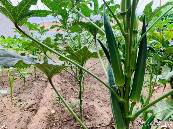 秋葵茄子丝瓜香瓜榴莲大全:网友热议这些美味食材的营养价值与独特做法,分享各自的烹饪心得和创意菜谱! 秋葵茄子丝瓜香瓜榴莲大全:网友热议这些美味食材的营养价值与独特做法,分享各自的烹饪心得和创意菜谱!