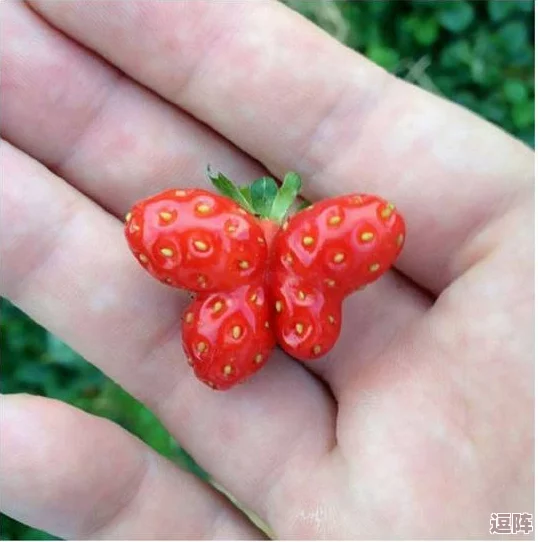 草莓丝瓜芭乐鸭脖奶茶的价格及其市场趋势分析：消费者偏好与购买行为研究